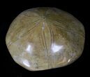 Large Polished Fossil Sand Dollar - Jurassic #22728-1